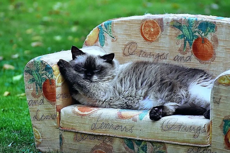 Italia, gli animali domestici rilanciano l'economia